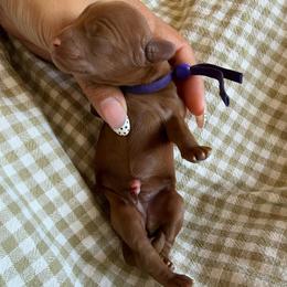 Rapunzel - Red female Cavapoo puppy in Tucson, Arizona from Indie Boo’s mini Cavapoos