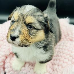 Tri female 1 WITH tail - Black and tan female Pembroke Welsh Corgi puppy in Hale, Michigan from All Hale Corgis