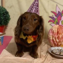 Shiloh - Dachshund