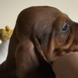 Dachshunds from Hotdawgz standard AKC dachshunds