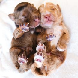 Cavapoo puppies from Sage & Paws Puppy co.