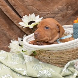 Miss Light Blue - Golden rust female Vizsla puppy in Lexington, Kentucky from Summit Vizsla (we can deliver to you)