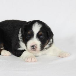 Girl 2 - female Australian Shepherd puppy in Circleville, Utah from Canyon Creek Aussies
