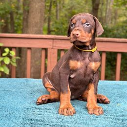 Girl - Yellow Collar - Doberman Pinscher puppy from Wizard Ost Revolution kennel