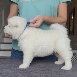 Boy 1 - Blue collar - White male Akita puppy in Coopersburg, Pennsylvania from Main Street Akitas