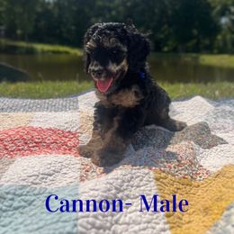 Cannon (Blue) - Phantom male Poodle puppy in West Monroe, Louisiana from Diamond M Poodles and Doodles