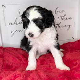 Yaquina - Black and white female Sheepadoodle puppy in Roseburg, Oregon from Sharon’s Sheepadoodle’s