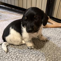 Indy - Piebald male Dachshund puppy in Brashear, Texas from Shepherds Run Miniature Dachshunds