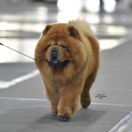 Ozzy - Chow Chow