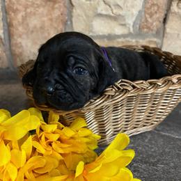 Purple collar - Black brindle female Cane Corso puppy in Tucson, Arizona from Cane Corso Friends