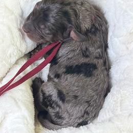 Tricolor merle male (red collar) - Phantom male Bernedoodle puppy in Crete, Illinois from Plum Valley Pups