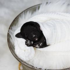 Bordoodle Puppies from 2J 2K Bordoodles