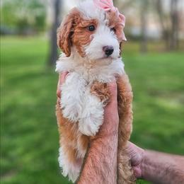Snowflake - Red female Bernedoodle puppy in Russell Springs, Kentucky from 270 Doodles