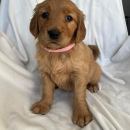 Golden Retriever Puppies from Thoroughmark Retrievers