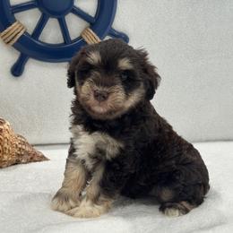 Luna Male 1 Mega Coat - Liver male Miniature Schnauzer puppy in Pageland, South Carolina from New Haven Farms