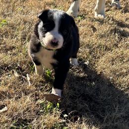 Boy 4 - Black and white male Border Collie puppy in Michie, Tennessee from Rivendell Border Collies
