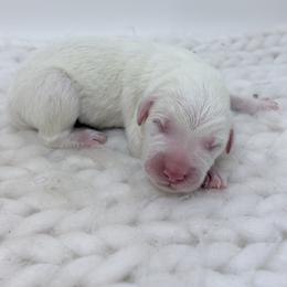 Gary - Gray Collar - White male Great Pyrenees puppy in San Marcos, California from Faith Family Freedom Farm