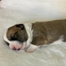 Red Boy 1/Willie - Cardigan Welsh Corgi puppy in Jacksonville, Florida from Penfro Corgis