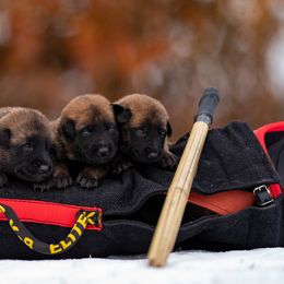Belgian Malinois Puppies from Ak Hell Hounds