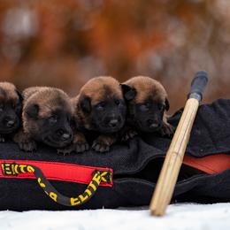 Belgian Malinois Puppies from Ak Hell Hounds