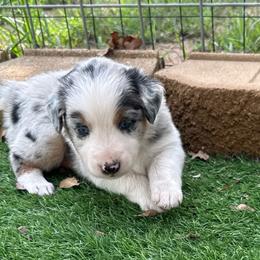 Cream - Blue merle female Australian Shepherd puppy in Mount Vernon, Texas from RJ's Aussie Posse
