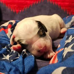 Tri-Male - First Born - Blue belton and tan (tri-color) male English Setter puppy in Boise, Idaho from English Setters of the Eyrie