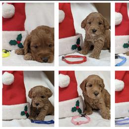 Australian Labradoodle Puppies from Legend Manor Labradoodles