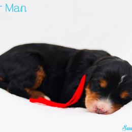 Spider Man - Phantom male Bernedoodle puppy in Diamond Bar, California from Furrytaildoodles