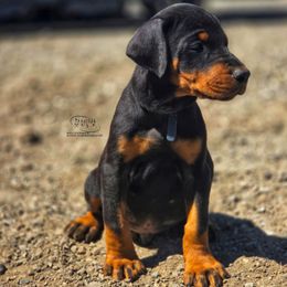General - Black and rust male Doberman Pinscher puppy in China Township, Michigan from Snell's Superior Kennel Dobermann & GSP