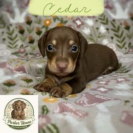 Cedar - Chocolate and cream male Dachshund puppy in Beggs, Oklahoma from Parker House Dachshunds