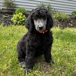 Boy 1 - Blue male Poodle puppy in Athol, Massachusetts from DoeValley Standard Poodles