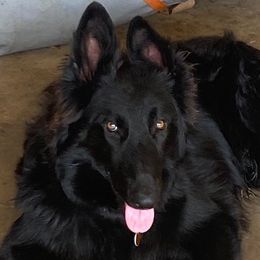 Snow - German Shepherd