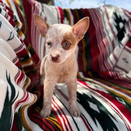 Chai - Red speckled female Australian Cattle Dog puppy in Tucson, Arizona from Soqui Ortiz Cattle Ranch