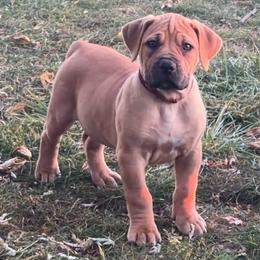 Burgundy Girl - Brown female Boerboel puppy in Fairmount, Indiana from Black Iron Boerboels LLC