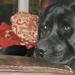 Labrador Retrievers from Mystic Mine Labradors