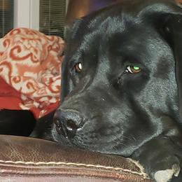 Labrador Retrievers from Mystic Mine Labradors