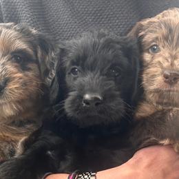 Labradoodles from Eastside Labradoodles