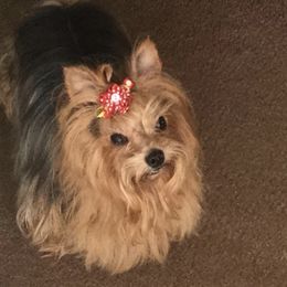 Yorkshire Terriers from Judith's Yorkshire Terriers
