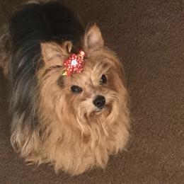 Yorkshire Terriers from Judith's Yorkshire Terriers