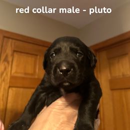 Boy 3 - Black male Labrador Retriever puppy in Sparta, Wisconsin from Valley Creek Dog Boarding and Training