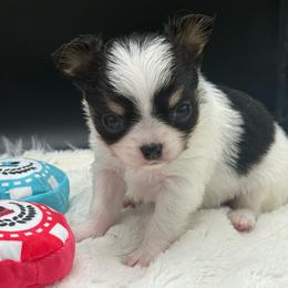Bram - Black and tan male Chihuahua puppy in Lee Center, New York from Alfheim-Andromeda Chihuahua's (A &A's)