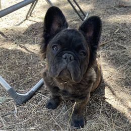 Onyx - French Bulldog