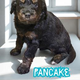 Pancake - Sable male Aussiedoodle puppy in Ellenburg Center, New York from Kristin's Puppies