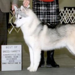 Siberian Huskies from LaSan Siberian Huskies