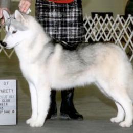 Siberian Huskies from LaSan Siberian Huskies