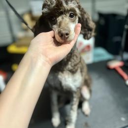 Monroe - Poodle