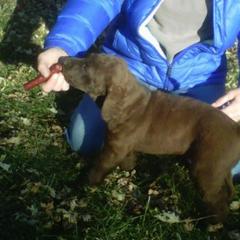 Chesapeake Bay Retrievers from Rainwater Kennels