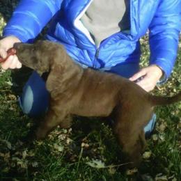 Chesapeake Bay Retrievers from Rainwater Kennels