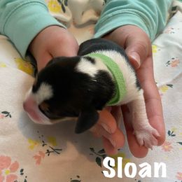 Sloan - Black red and white Beagle puppy in Renton, Washington from Prancing Beagles