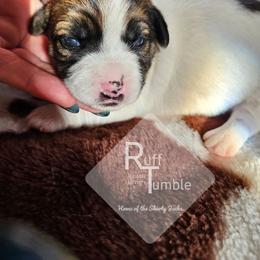 Girl 1 - White and tan female Russell Terrier puppy in Harvel, Illinois from Ruff and Tumble Russell Terriers
